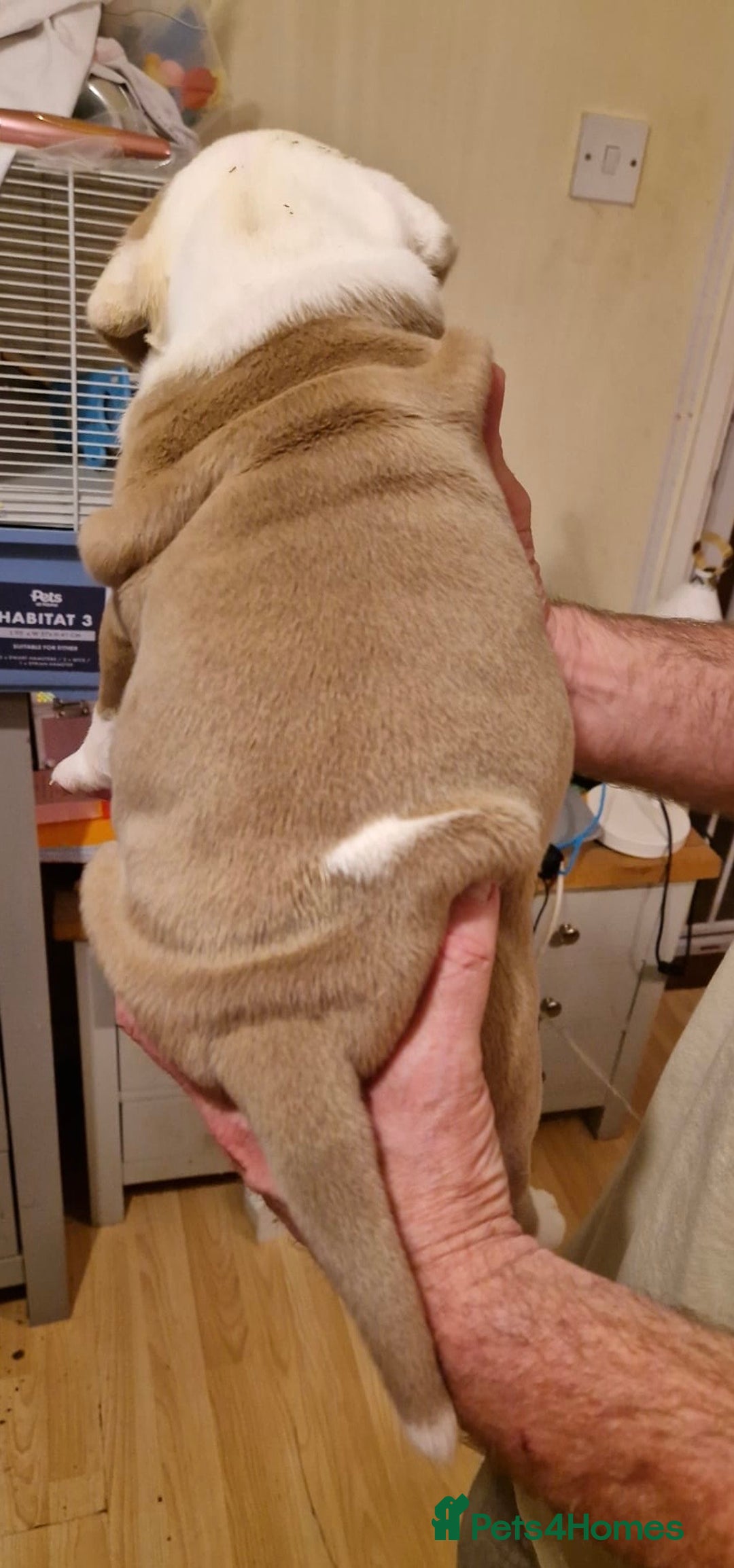 Olde English Bulldogge dogs for sale: Old English bulldog puppies GENERATIONAL - Advert 29