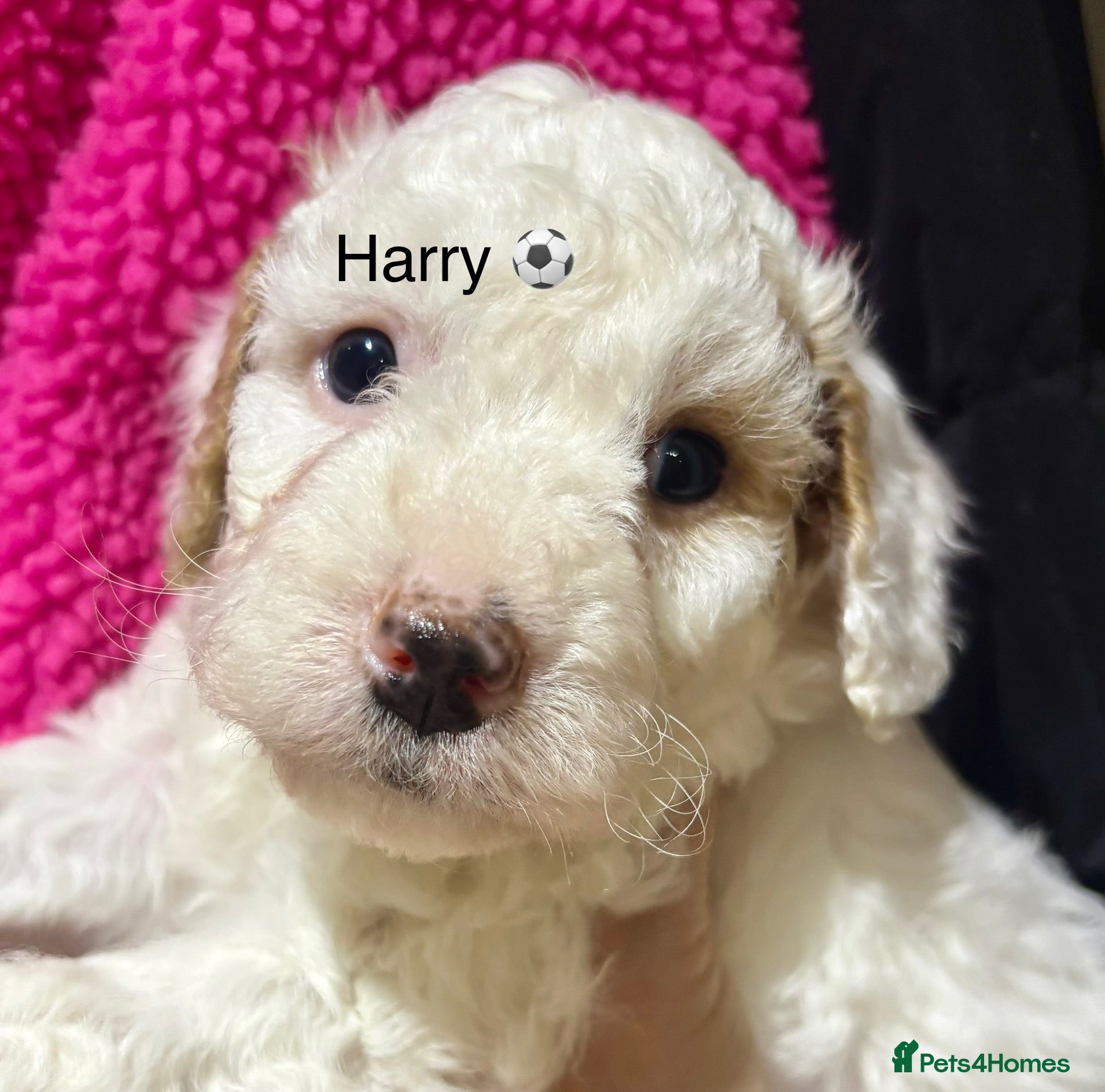 Cockapoo dogs 🌼READY NOW🌼Golden’s & Chocolate in CHESHIRE🌼 - Advert 2