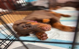 Dobermann dogs for sale: Doberman Puppies For Sale  - Image 1