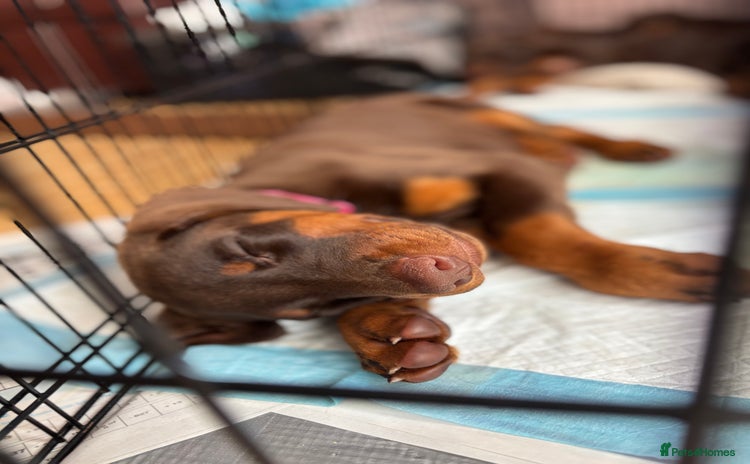 Dobermann dogs - Advert 1