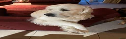 Golden Retriever dogs for sale: Beautiful KC Registered Golden retriever puppies - Advert 5