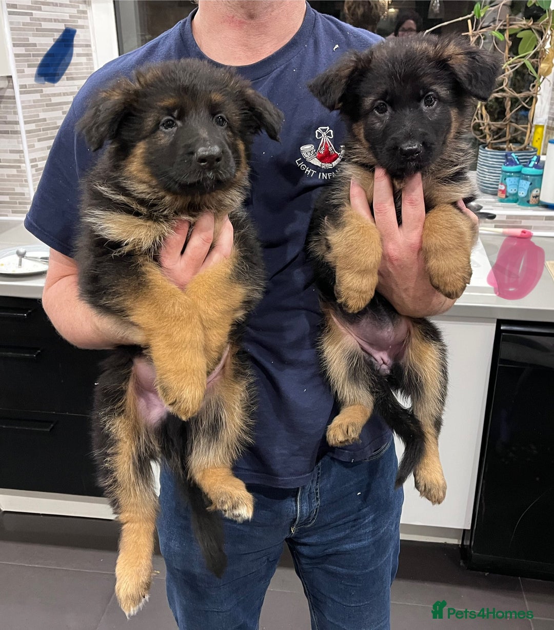 German Shepherd dogs for sale: Beautiful KC reg health tested puppies for sale - Advert 5