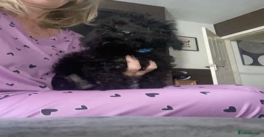 Doxiepoo dogs - Advert 9