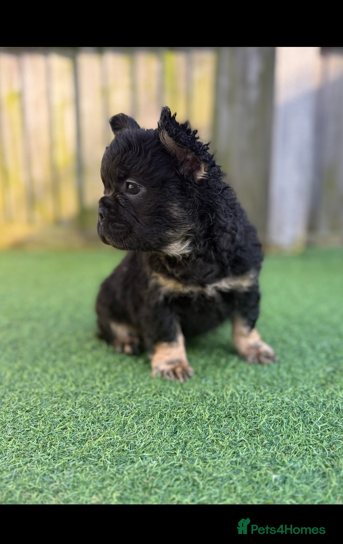 French Bulldog dogs Ready to leave - Full fluffy French bulldogs  - Advert 6