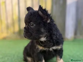 French Bulldog dogs Ready to leave - Full fluffy French bulldogs - Advert 8