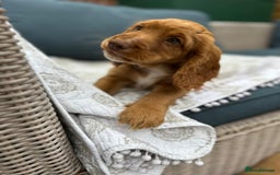 Cocker Spaniel dogs for sale: Stunning KC registered Working Cocker Spaniels  - Image 18