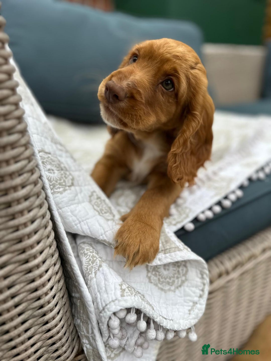 Cocker Spaniel dogs for sale: Stunning KC registered Working Cocker Spaniels  - Image 18