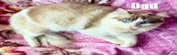Ragdoll cats for sale: Purebred Ragdoll Kittens  - Advert 28