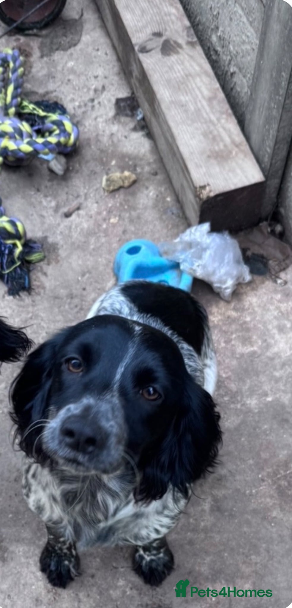 Cocker Spaniel dogs Cocker spaniels  - Advert 5