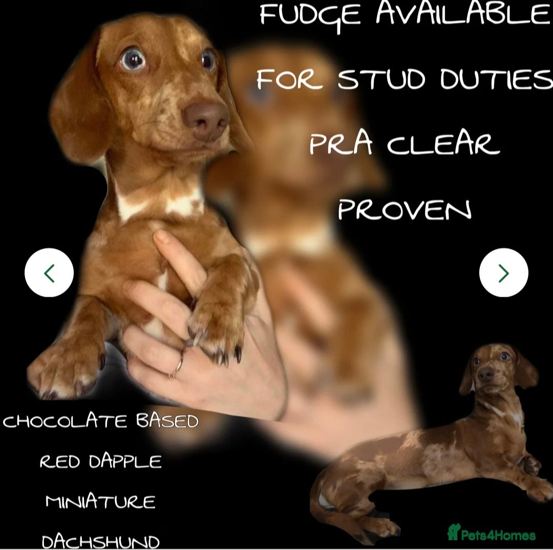 Dachshund dogs for sale: Beautiful KC REG dachshund pups - Advert 24