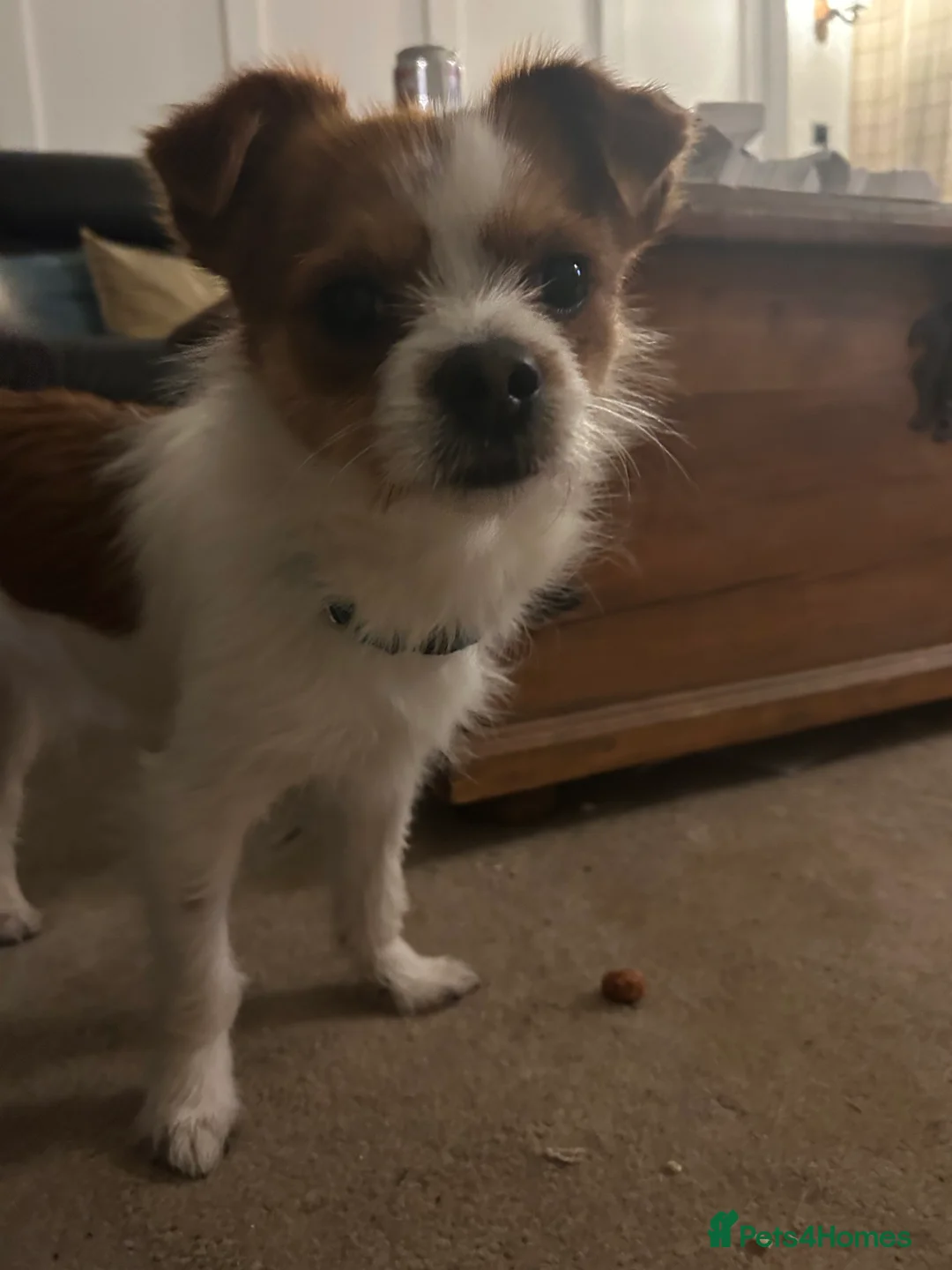 Chorkie dogs for sale: Reggie the Chorkie - Advert 6