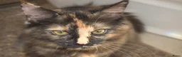 Maine Coon cats for sale: 3 maine coon kittens ready in Bury - Advert 4