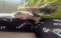 Domestic Shorthair cats for sale: Three male kittens - Image 2