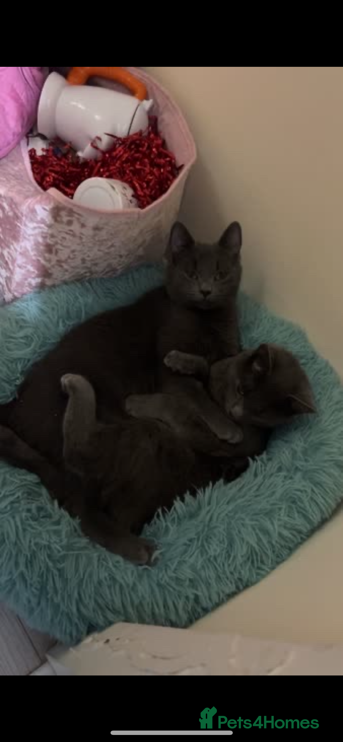 Mixed Breed cats Boys for rehoming - Advert 1