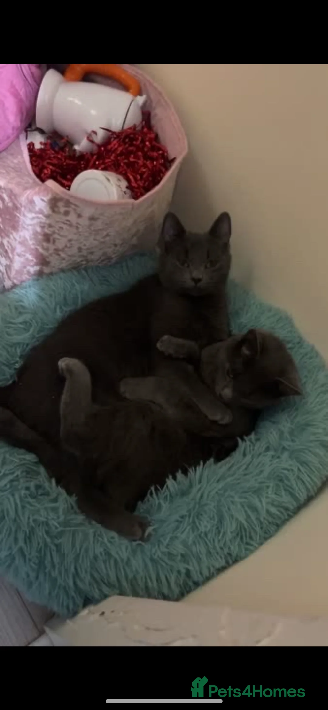 Mixed Breed cats for sale: Boys for rehoming - Advert 1