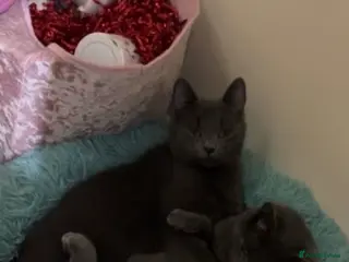 Mixed Breed cats Boys for rehoming - Advert 1