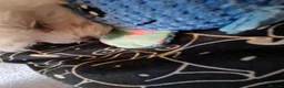 Maltese dogs for sale: Maltese toybreed - Advert 6