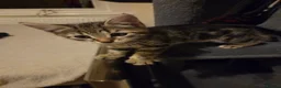 Mixed Breed cats for sale: Active, fun, healthy kittens  - Advert 16