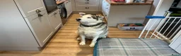 Siberian Husky dogs for sale: Ford the 3 year old husky - Advert 1