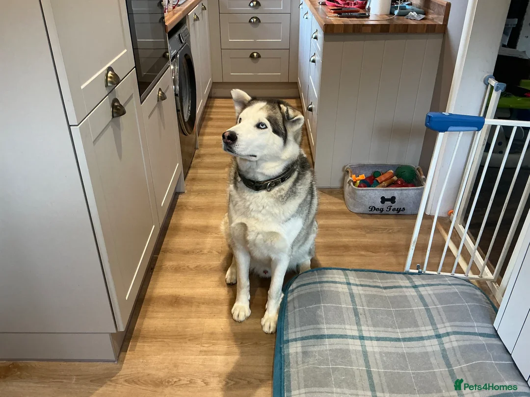 Siberian Husky dogs for sale: Ford the 3 year old husky - Advert 1