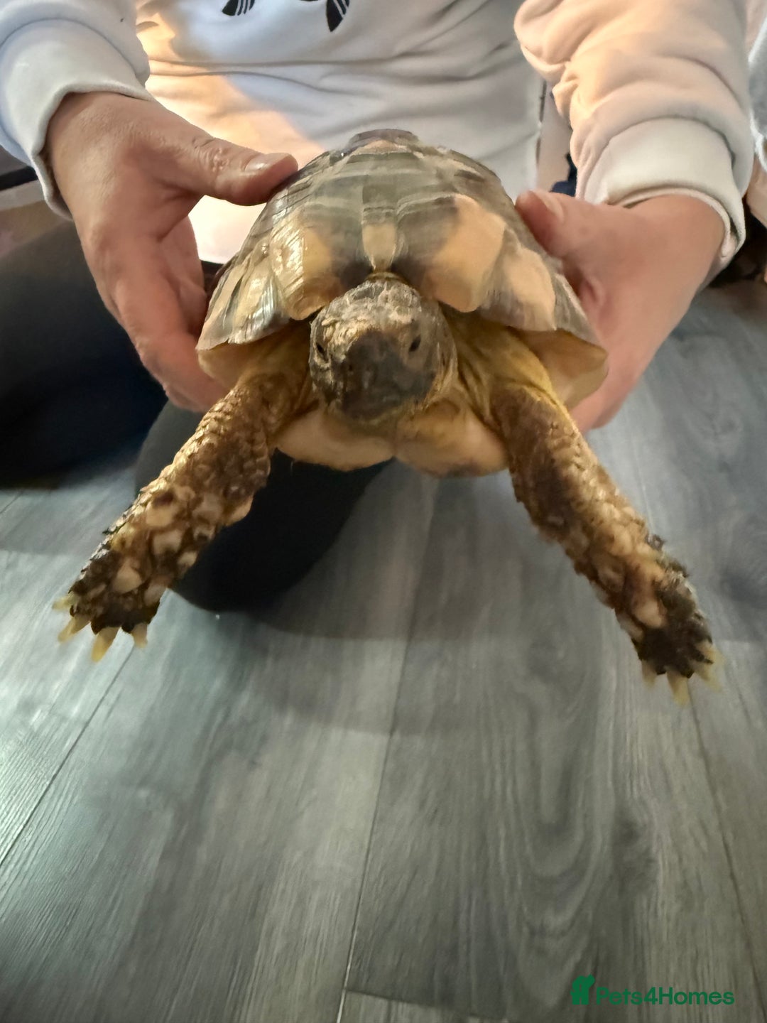 Tortoise reptiles for sale: Marinated tortoise  - Advert 1