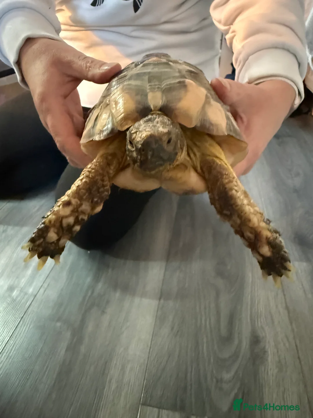Tortoise reptiles for sale: Marinated tortoise  - Advert 1