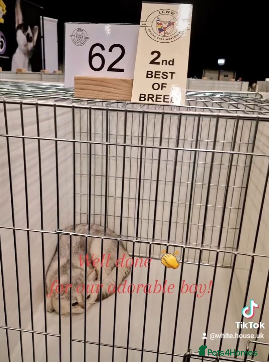 British Shorthair cats for stud: ❤ British Short Hair Active Stud ❤ Champion ❤ in Doncaster - Advert 19