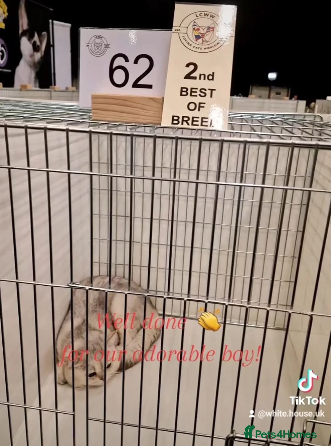 British Shorthair cats for stud: ❤ British ShortHair Active Stud ❤ Champion ❤ in Doncaster - Advert 18