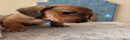 Miniature Dachshund dogs for sale: RED DAPPLE MINIATURE DACHSHUND  - Advert 17