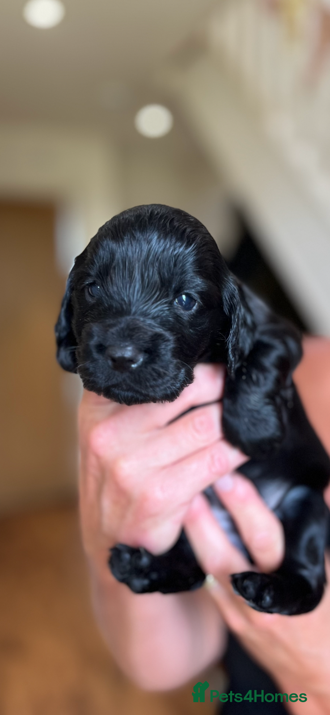 Cocker Spaniel dogs for sale: Gorgeous Cocker puppies  - Image 4