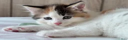 Ragdoll cats for sale: Fluffy Ragdoll-Mix Kitten  - Advert 4