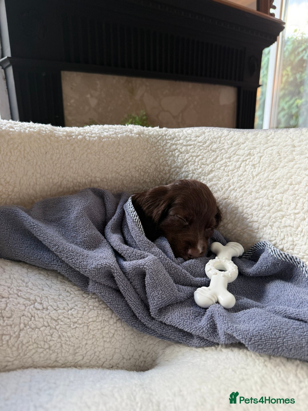 Cocker Spaniel dogs for sale: Liver Cocker Spaniel for sale  - Image 4
