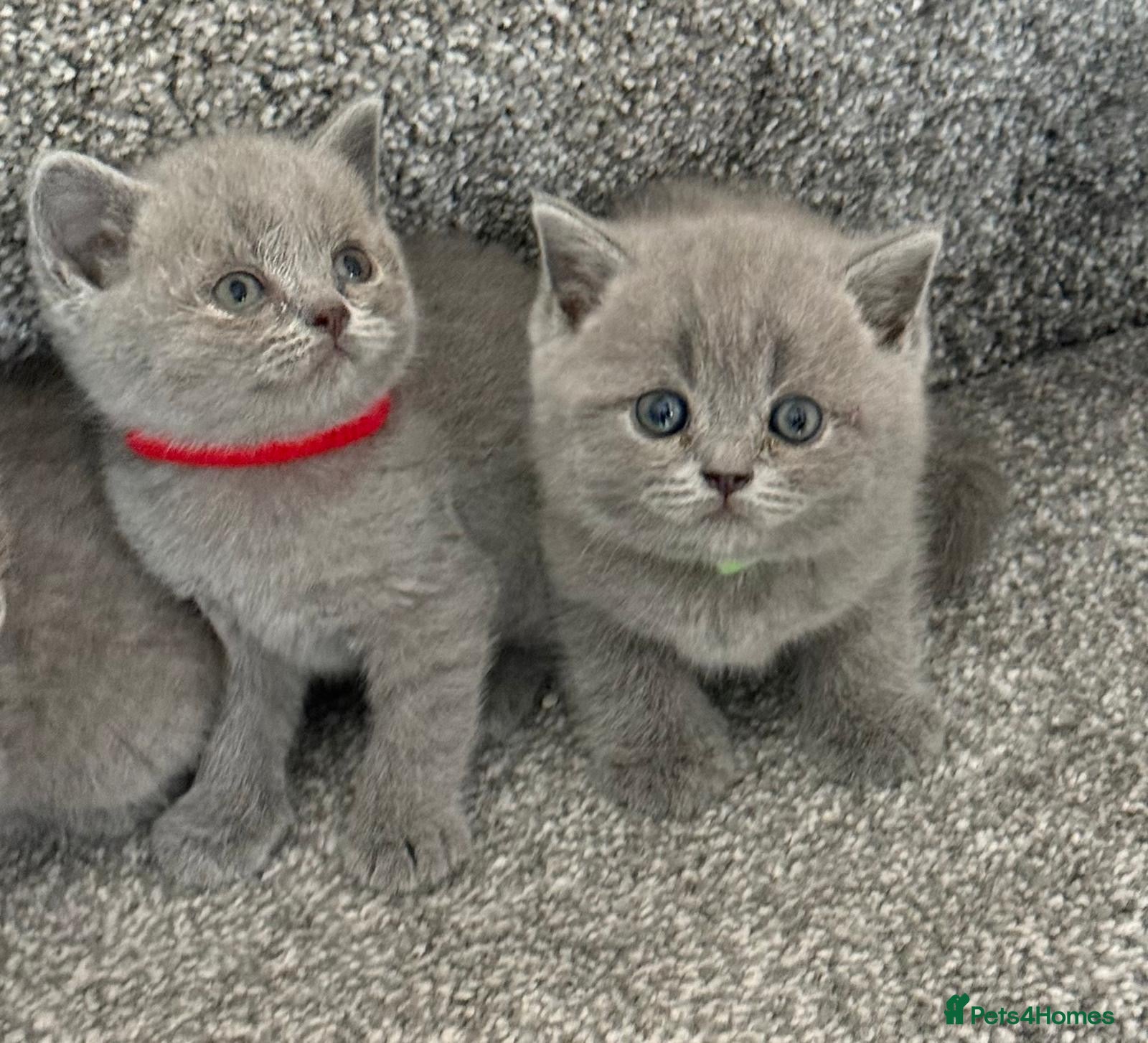 British Shorthair cats Gorgeous British shorthair kittens  - Advert 9