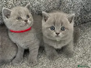 British Shorthair cats Gorgeous British shorthair kittens - Advert 9