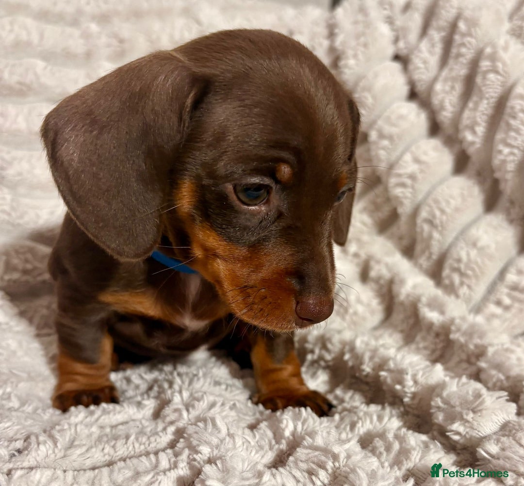 Dachshund dogs for sale: 4 beautiful dachshunds puppies for sale. - Image 8
