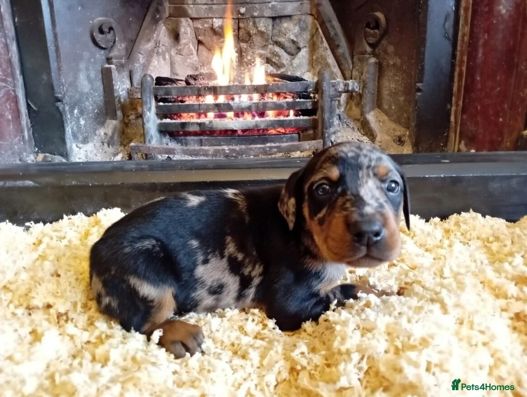 Mixed Breed dogs for sale: Champ KC registered Doberman & Beaceron puppies. - Advert 10