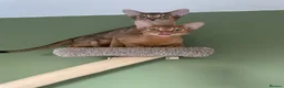 Abyssinian cats for sale: 2 Abyssinian Tica kittens girls  - Advert 17
