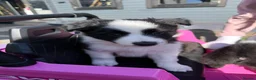 Border Collie dogs for sale: Border Collie Puppies For Sale - Advert 9