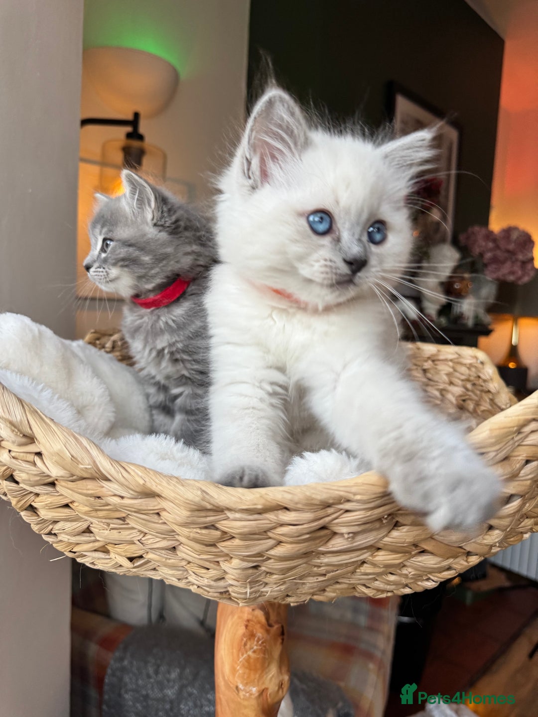 RagaMuffin cats for sale: Beautiful Ragamuffin Kittens - BSH/Ragdoll Cross - Advert 6