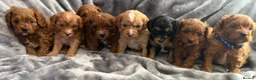 Cavapoo dogs for sale: EXTENSIVELY HEALTH TESTED F1?CAVAPOO BABIES  - Advert 5
