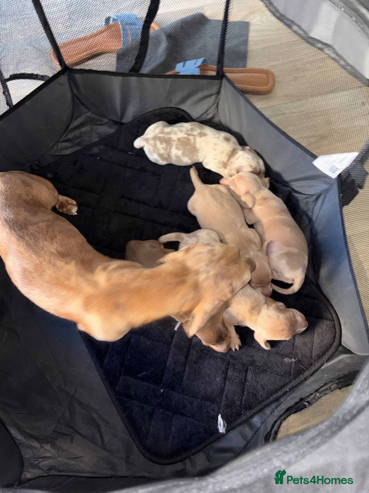 Miniature Dachshund dogs Beautiful dachshund puppy’s ready for  loving home - Advert 1