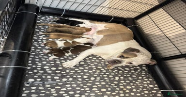 Mixed Breed dogs - Advert 10