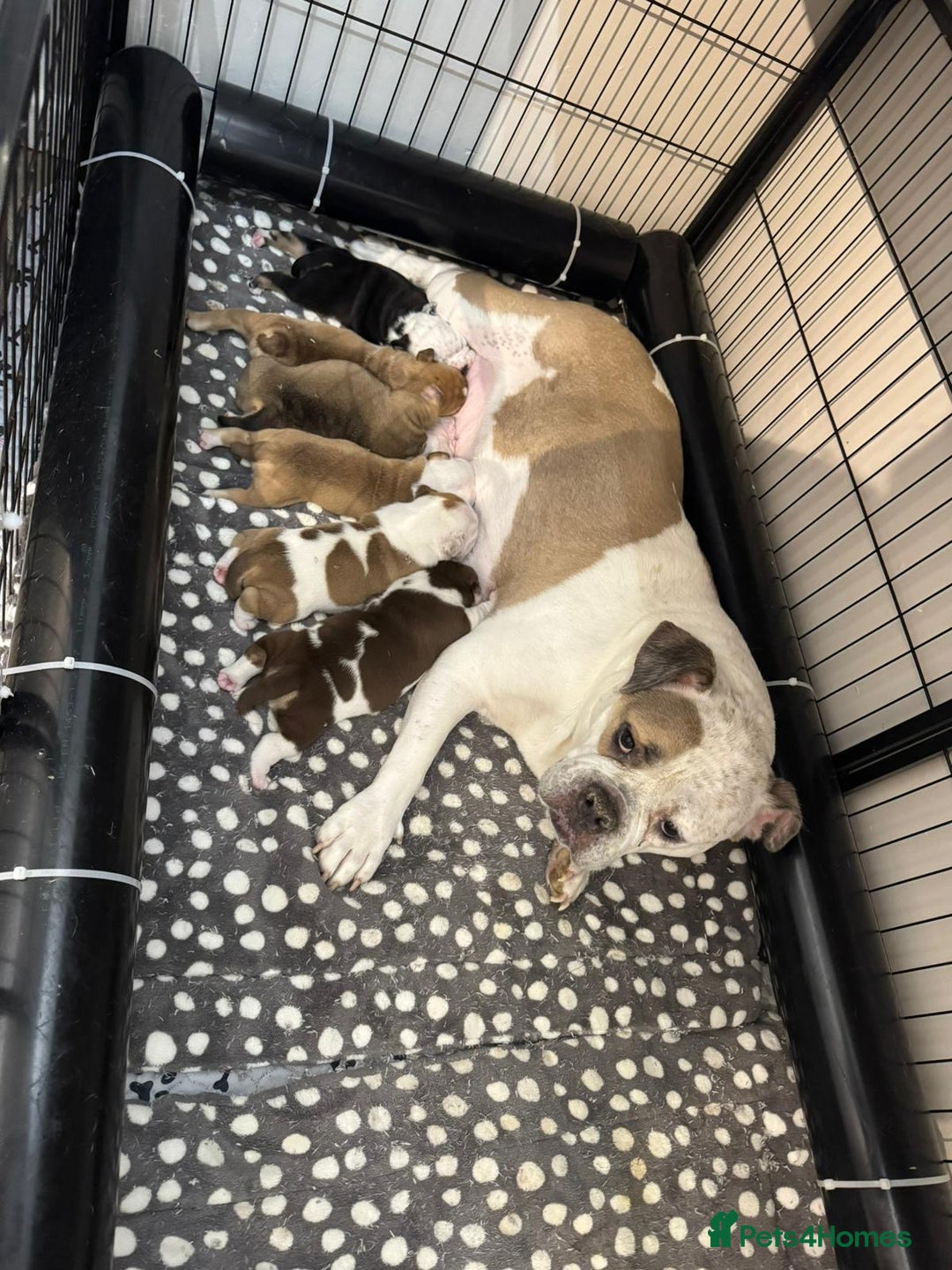 Mixed Breed dogs for sale: Stunning New England Bulldogs!!!! - Image 3