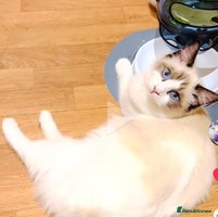 Ragdoll cats - Advert 6