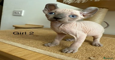 Sphynx cats - Advert 12