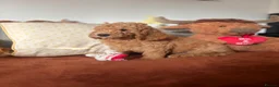 Mini Goldendoodle dogs for sale: READY NOW Gorgeous Mini Goldendoodles - Advert 12