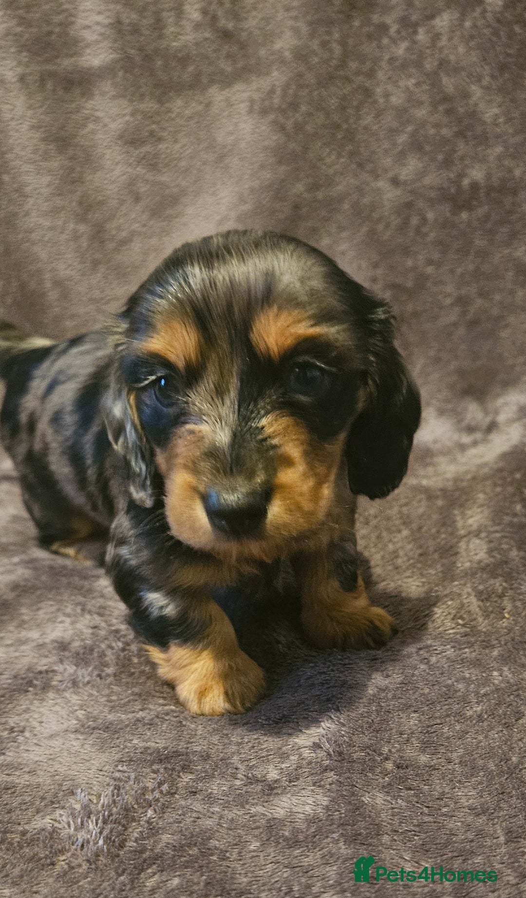 Miniature Dachshund dogs for sale: 3 adorable long hair miniature dachshund boys - Advert 10