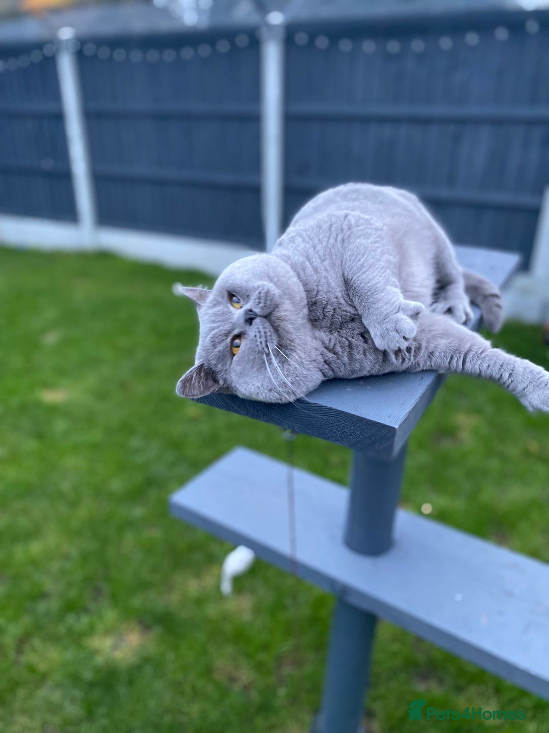 British Shorthair cats for stud: 💙 GCCF & TICA STUD DERBYSHIRE 💙 in Derby - Image 8
