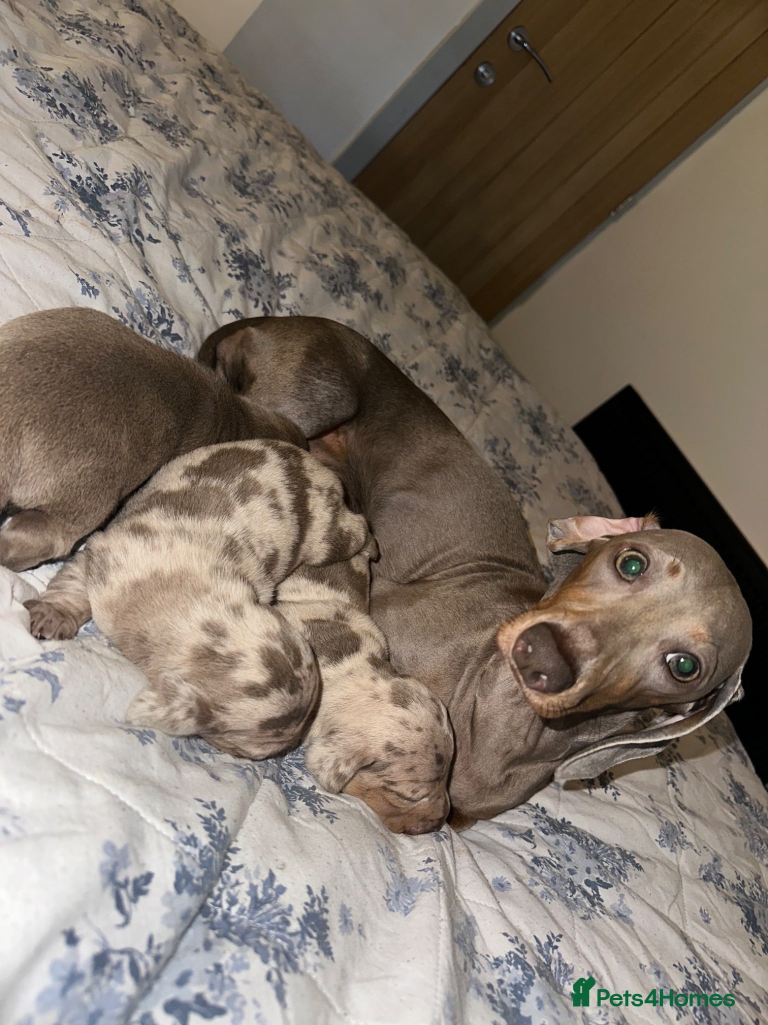 Dachshund dogs Dachshund puppies - Advert 1