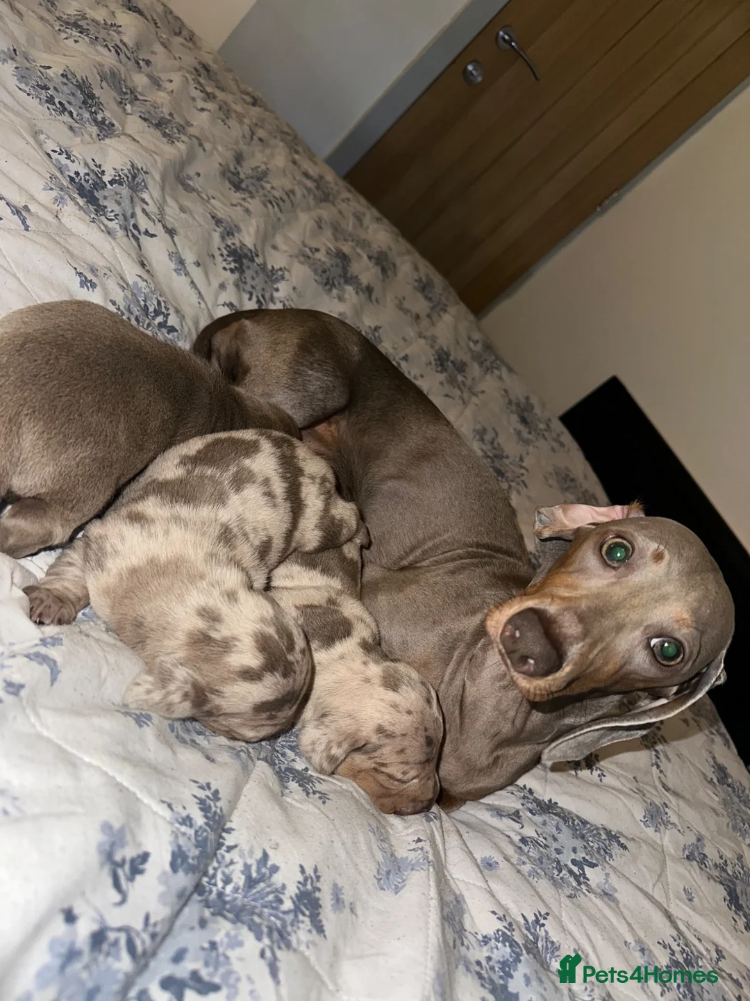 Dachshund dogs for sale: Dachshund puppies - Advert 1